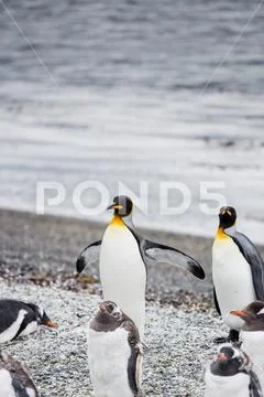 Pair of king penguin, Aptenodytes patagonicus, walking on rocky gravel beach Stock Photos