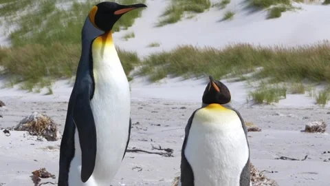 Pair of King Penguins on Beach Tilt Up From Feet to Heads Penguin Colony in.. Stock Footage 277919972
