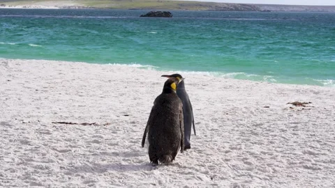 Pair of King Penguins Colony Beach Falkland Islands Wildlife Documentary Stock Footage 277918220