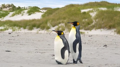Pair of King Penguins Stand on Beach with Colony in Background Stock Footage 277919910