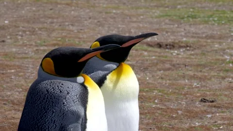 Pair of King Penguins Stand Together on Grass Medium Close Up at Colony Stock Footage 277918328