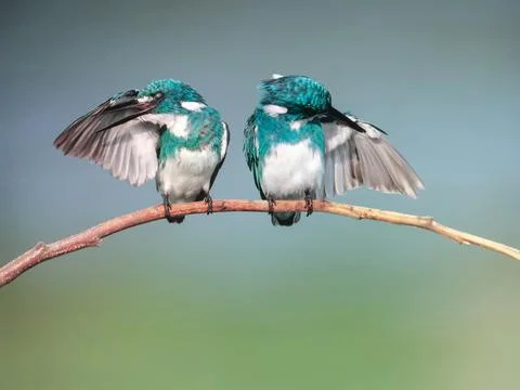 Pair of kingfisher 库存照片