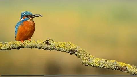 Pair of kingfishers in mating season when the male passes a fish to the female Video stock 99309059
