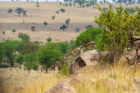 Pair of klipspringer of Oreotragus oreotragus about to leap off top of larg.. Fotos Stock