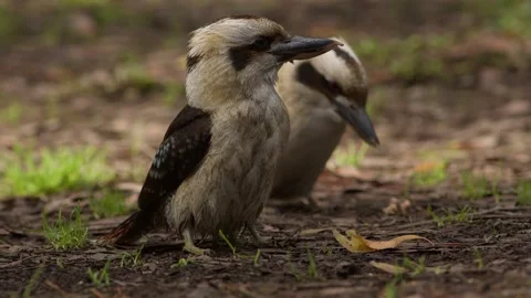 A Pair of Kookaburras Resting on the Ground. Stock Footage 242134567