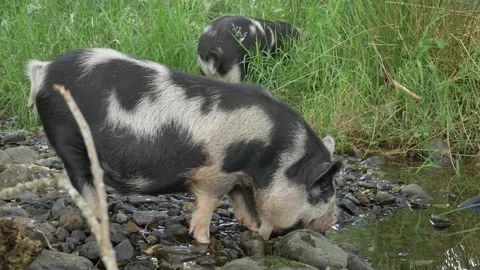 Pair of Kune Kune Pigs Drinking from Natural Stream Vídeo Stock 224333358