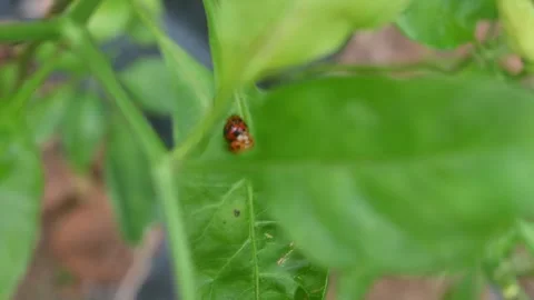 A pair of ladybugs are mating on a chili leaf. Stock Footage 285582170
