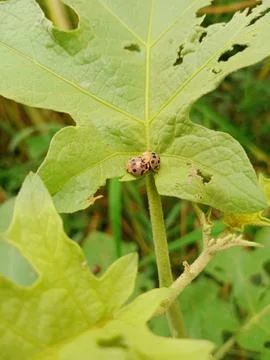 A pair of ladybugs in the beat on a leaf Stock Photos