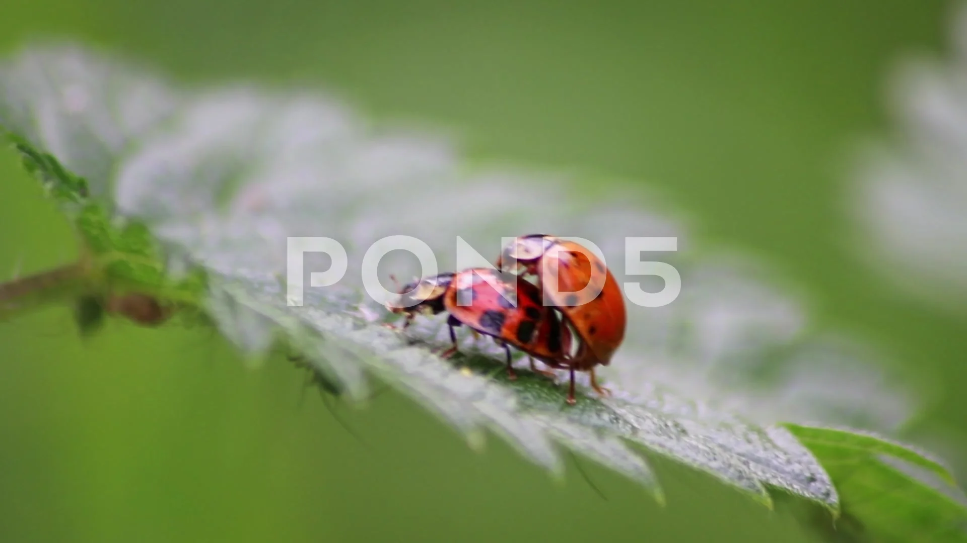 Pair of ladybugs having sex on a leaf as couple macro create next generation