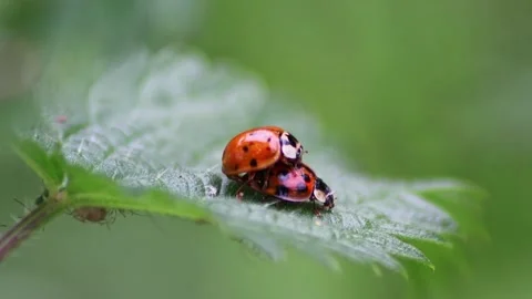 Couples Having Sex Stock Videos – Royalty-Free HD & 4K Videos