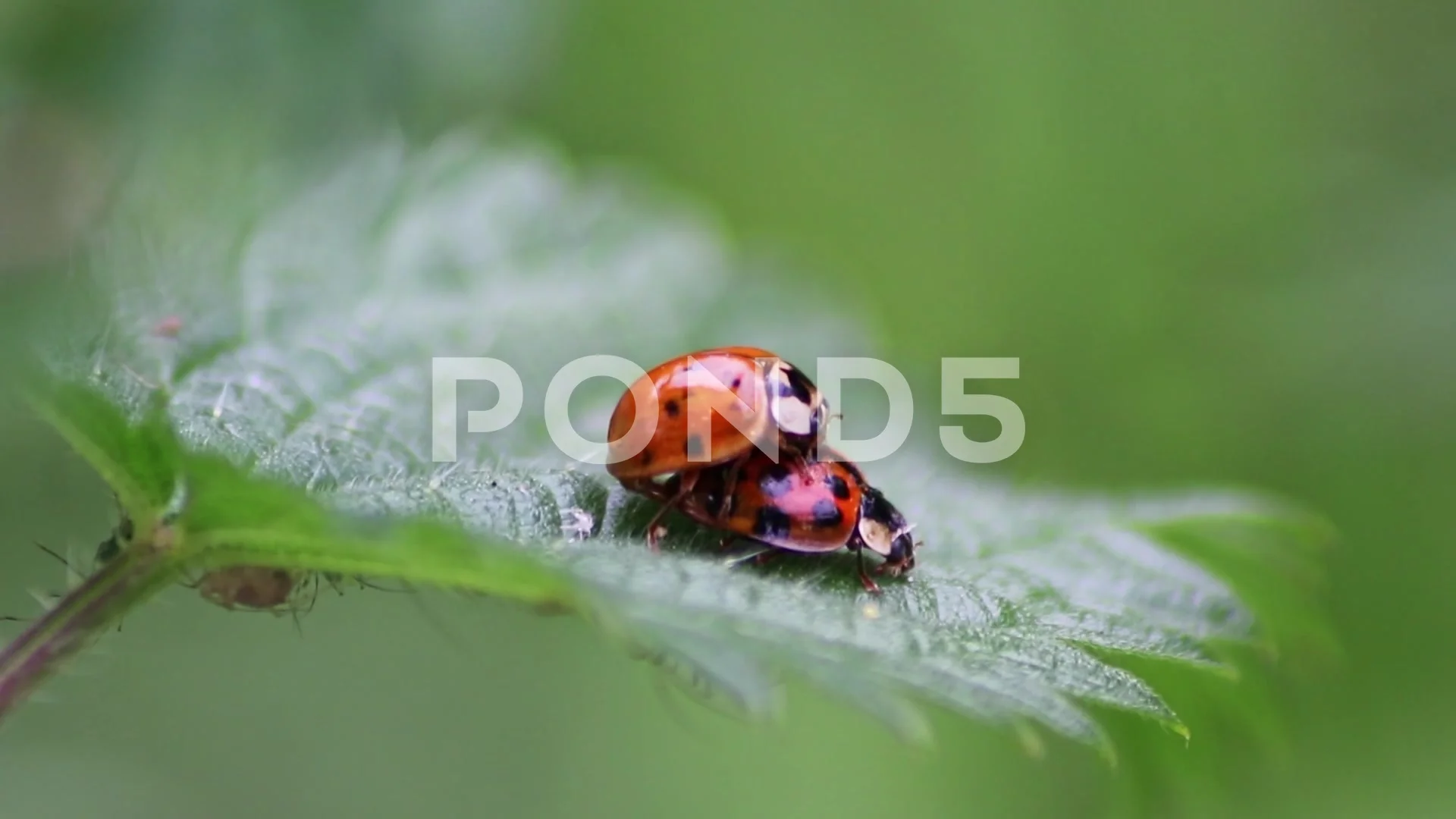 Pair of ladybugs having sex on a leaf as couple macro create next generation