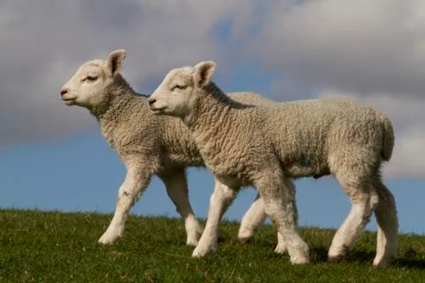 Pair of lambs Stock Photos