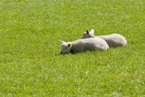 Pair of Lambs Sleeping Foto stock