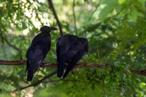 Pair of Large-billed Crows on a Branch Foto stock