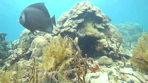 A Pair of Large, Gray Angelfish in a Caribbean Coral Reef - Pomacanthus Arcuatus Stockbeeldmateriaal 145509151