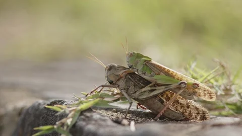 Pair of Large Locusts Mating. Stock Footage 219390611