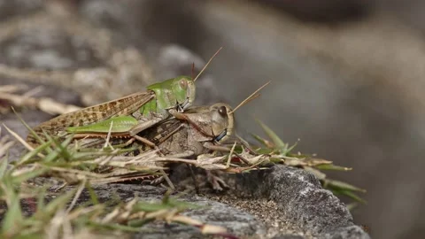 Pair of Large Locusts Mating. Stock Footage 219390633