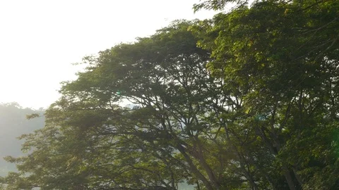 Pair of large parrots taking off and flying downwards away from big tree Stock Footage 95607676