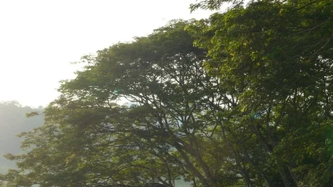 Pair of large parrots taking off and flying downwards away from big tree - 24fps 스톡 동영상 104126904