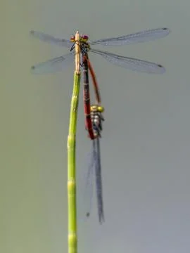 Pair of Large red damselfly copula Stock Photos