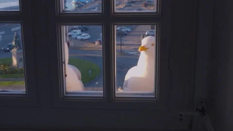 A pair of large seagulls outside the window scream and beg for food.  Stock Footage 308196506