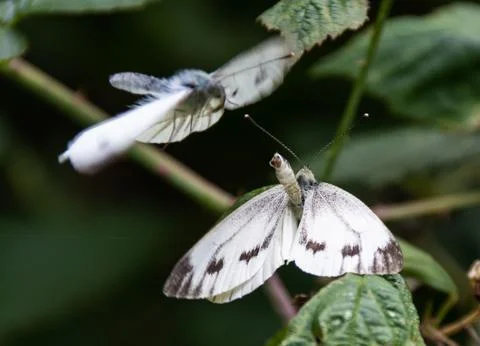 A pair of large white or Cabbage Butterflies mating on a leaf Stock Photos