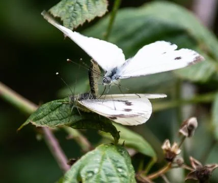 A pair of large white or Cabbage Butterflies mating on a leaf Stock Photos