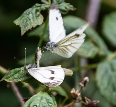 A pair of large white or Cabbage Butterflies mating on a leaf Stock Photos