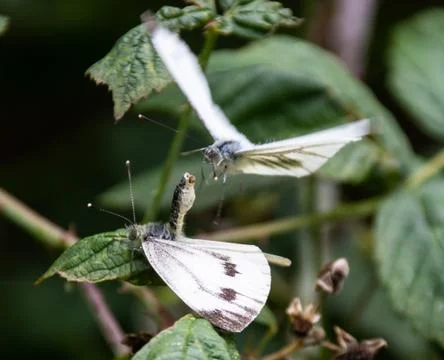 A pair of large white or Cabbage Butterflies mating on a leaf Stock Photos