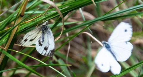 A pair of large white or Cabbage Butterflies mating on a blade of grass Stock Photos