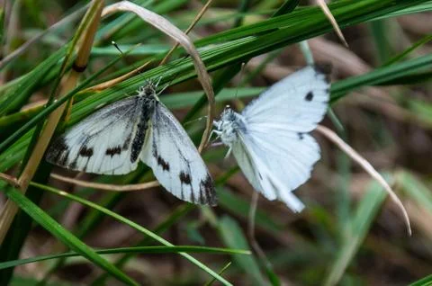 A pair of large white or Cabbage Butterflies mating on a blade of grass Stock Photos