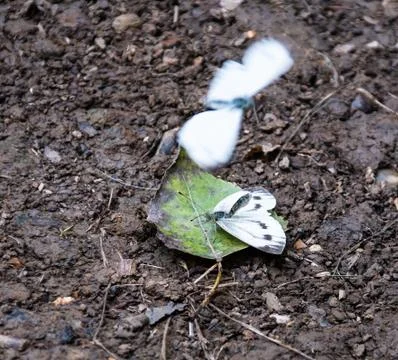 A pair of large white or Cabbage Butterflies mating on a leaf on the ground Stock Photos