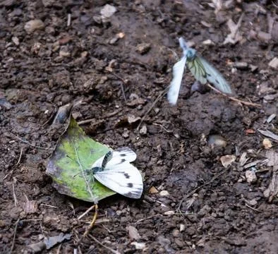A pair of large white or Cabbage Butterflies mating on a leaf on the ground Stock Photos