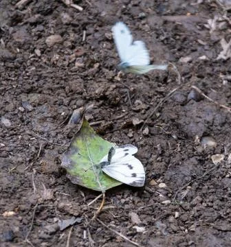 A pair of large white or Cabbage Butterflies mating on a leaf on the ground Stock Photos