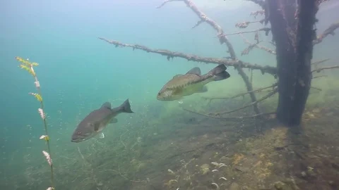 Pair of largemouth bass in front of tree Stock Footage 79077791