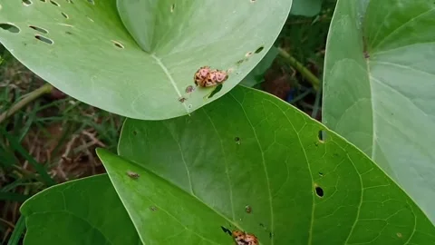 A pair of leaf-eating beetles Stock Footage 231214133