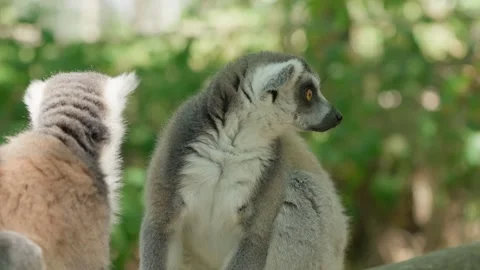 A Pair of Lemurs in the Forest Stock-Footage 344423843