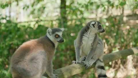 A Pair of Lemurs in the Forest Stock-Footage 345877667