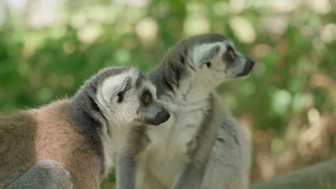 A Pair of Lemurs in the Forest Slow Motion Stock Footage 344656357