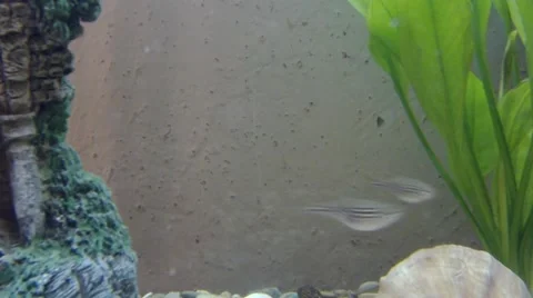  pair of leopard danio 库存影片 64601483