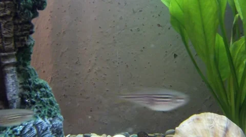  pair of leopard danio 库存影片 64601506