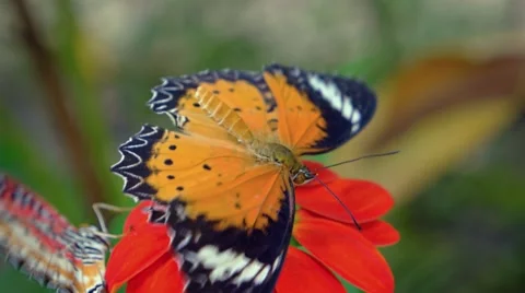 Pair of Leopard Lacewing Butterflies Feeding on a Flower's Nectar Stock Footage 60707702