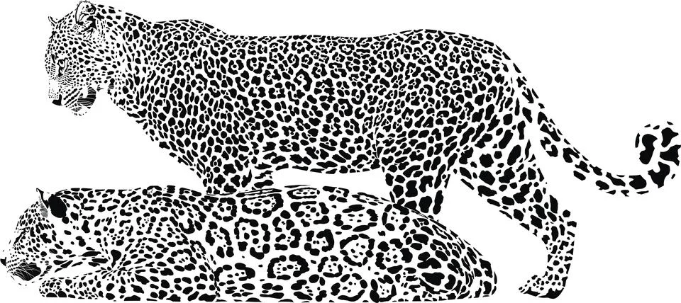 A pair of leopards Stock Illustration