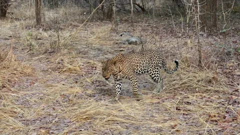 Pair of Leopards (Panthera pardus) in South Luangwa National Park, Zambia. Vidéo 287731120