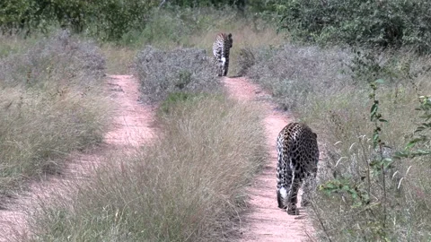 A pair of leopards walk together down a dirt path in Africa. Stock Footage 151670934