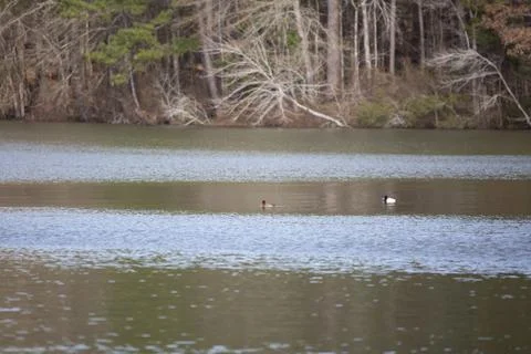 Pair of Lesser Scaup Ducks Stock Photos