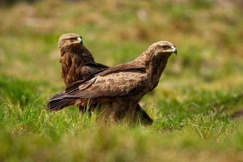 Pair of lesser spotted eagles sitting on the ground on green meadow in summer Stock Photos