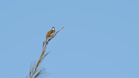 Pair of Light-Vented Bulbuls Perching. Stock Footage 323341937