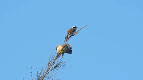 Pair of Light-Vented Bulbuls Perching and Preening. Stock Footage 323341947