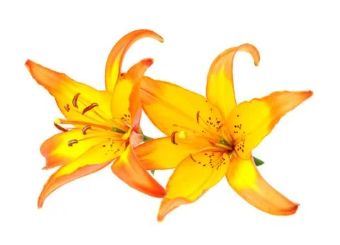 A pair of lily Stock Photos